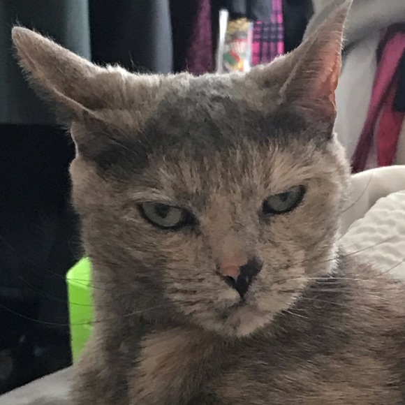 Meet your Posher, Grace - Picture 1 of 1